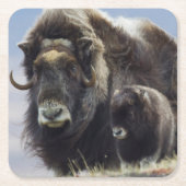 Ochsen mit Kalb Rechteckiger Pappuntersetzer (Vorderseite)