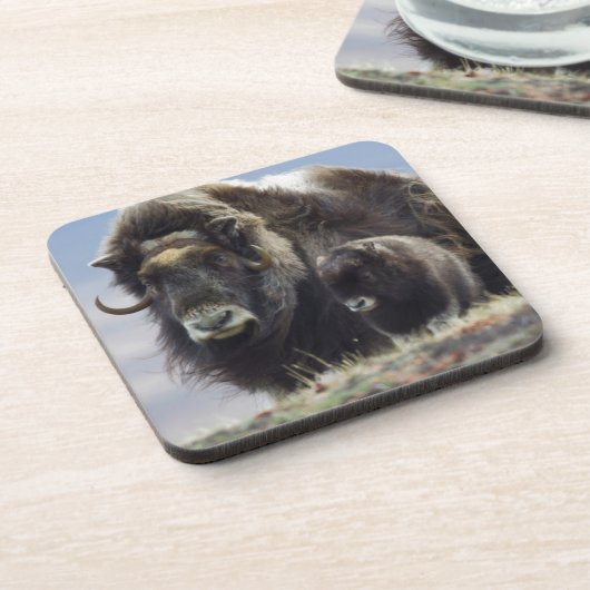 Ochsen mit Kalb Untersetzer (Linke Seite)