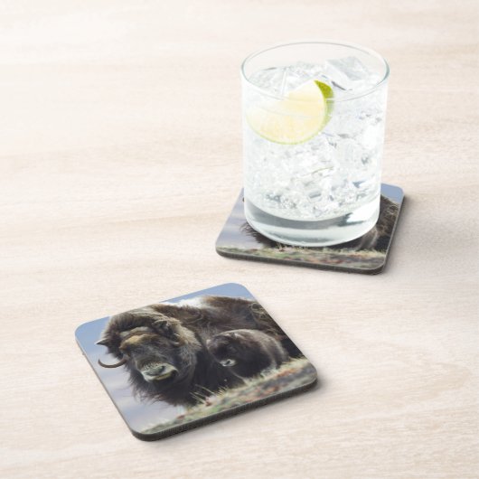 Ochsen mit Kalb Untersetzer (Rechte Seite)