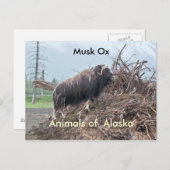 Ochsen von Alaska Postkarte (Vorne/Hinten)