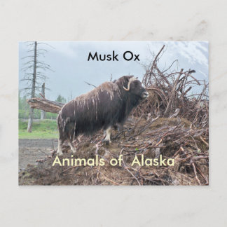 Ochsen von Alaska Postkarte