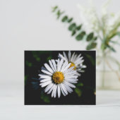 Ochsenblüte Postkarte (Stehend Vorderseite)