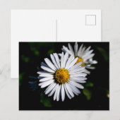 Ochsenblüte Postkarte (Vorne/Hinten)