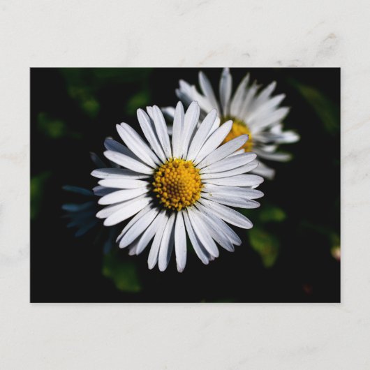 Ochsenblüte Postkarte (Vorderseite)