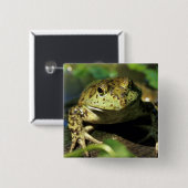 Ochsenfrosch. Button (Vorne & Hinten)