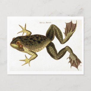 Ochsenfrosch-Illustration Postkarte im Vintage-Sti
