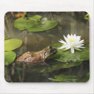 Ochsenfrosch im Lilien-Teich Mousepad