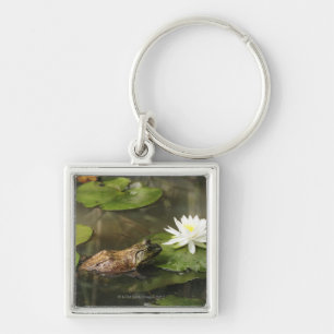 Ochsenfrosch im Lilien-Teich Schlüsselanhänger