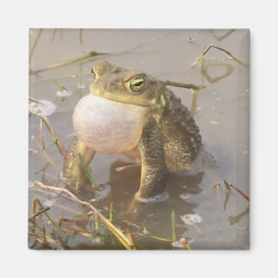 Ochsenfrosch Magnet