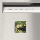 Ochsenfrosch. Magnet (In Situ (Geschirrspüler))