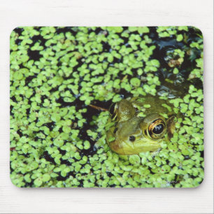 Ochsenfrosch (Pyxicephalus adspersus) in der Mousepad