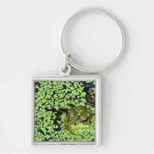 Ochsenfrosch (Pyxicephalus adspersus) in der Schlüsselanhänger