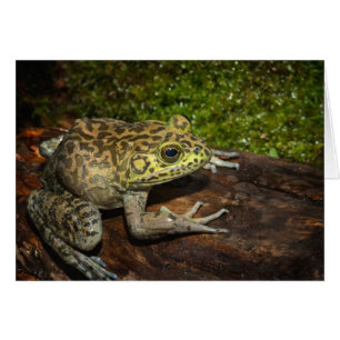 Ochsenfrosch, Rana catesbeiana