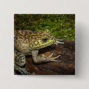 Ochsenfrosch, Rana catesbeiana Button