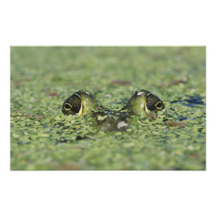 Ochsenfrosch, Rana catesbeiana, erwachsen in Enten Fotodruck
