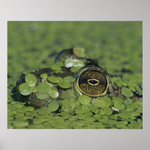 Ochsenfrosch, Rana catesbeiana, erwachsen in Enten Poster