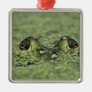 Ochsenfrosch, Rana catesbeiana, erwachsen in Enten Silbernes Ornament