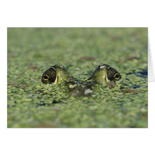 Ochsenfrosch, Rana catesbeiana, erwachsen in Wasse
