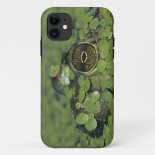 Ochsenfrosch, Rana catesbeiana, erwachsen in Wasse Case-Mate iPhone Hülle