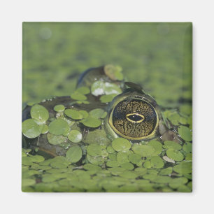 Ochsenfrosch, Rana catesbeiana, erwachsen in Wasse Magnet