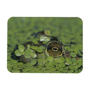 Ochsenfrosch, Rana catesbeiana, erwachsen in Wasse Magnet