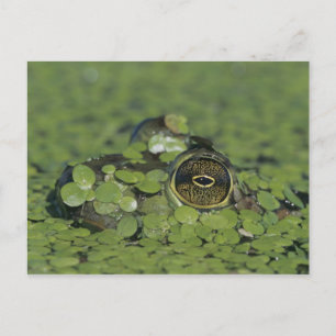 Ochsenfrosch, Rana catesbeiana, erwachsen in Wasse Postkarte