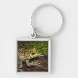 Ochsenfrosch, Rana catesbeiana Schlüsselanhänger
