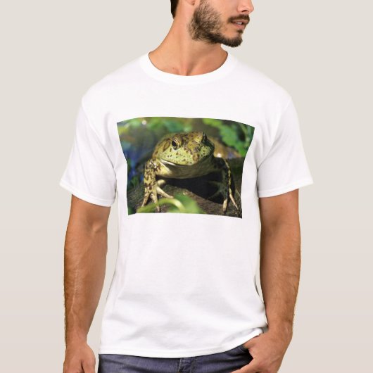 Ochsenfrosch. T-Shirt (Vorderseite)