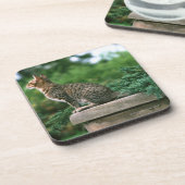 Ocicat 2 getränkeuntersetzer (Linke Seite)