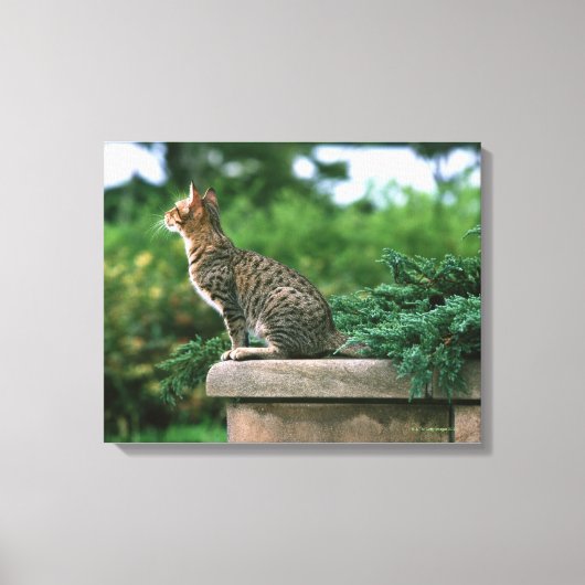 Ocicat 2 leinwanddruck (Vorderseite)
