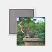 Ocicat 2 magnet (Vorderseite/Rückseite)