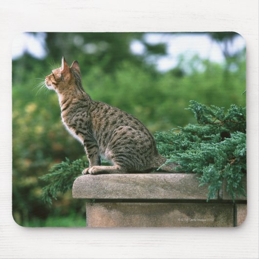 Ocicat 2 mousepad (Vorne)
