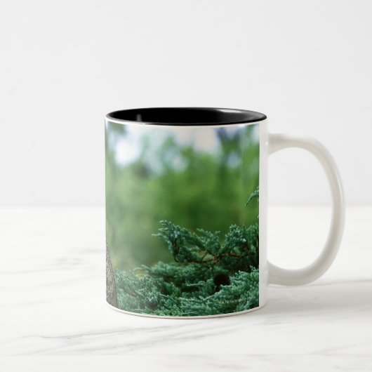 Ocicat 2 zweifarbige tasse (Rechts)