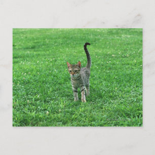 Ocicat 3 postkarte