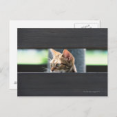 Ocicat 4 postkarte (Vorne/Hinten)