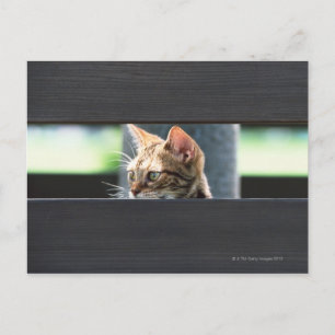 Ocicat 4 postkarte