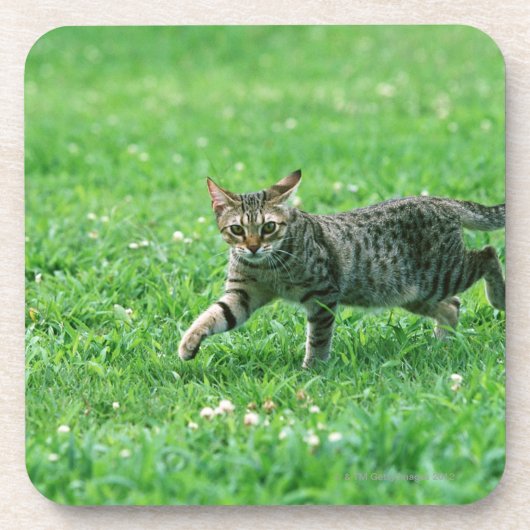 Ocicat Getränkeuntersetzer (Vorderseite)
