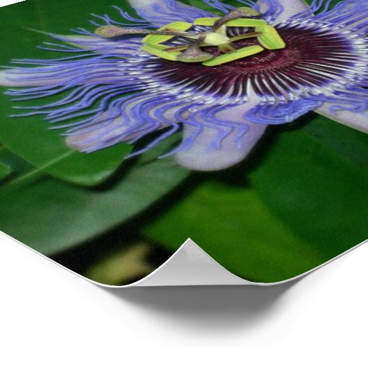 Ocoee Blume Passiflora caerulea Passion Blume Poster (Ecke)
