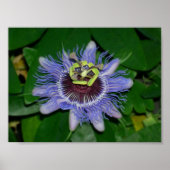 Ocoee Blume Passiflora caerulea Passion Blume Poster (Vorne)