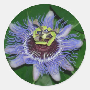 Ocoee Blume Passiflora caerulea Passion Blume Runder Aufkleber