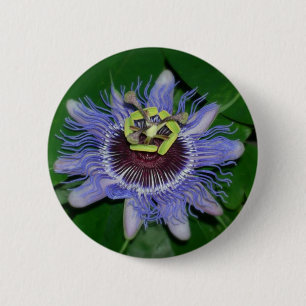 Ocoee Blume Passionsblume caerulea Button