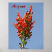 Ocotillo Bloom - Arizona Poster (Vorne)