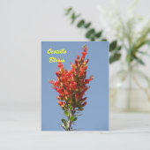 Ocotillo Bloom Postkarte (Stehend Vorderseite)