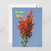 Ocotillo Bloom Postkarte (Vorne/Hinten)
