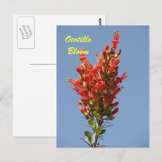 Ocotillo Bloom Postkarte (Vorne/Hinten)