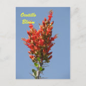 Ocotillo Bloom Postkarte (Vorderseite)