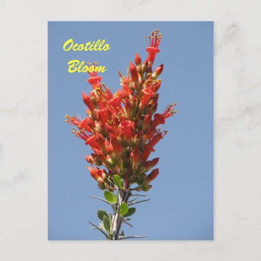 Ocotillo Bloom Postkarte (Vorderseite)