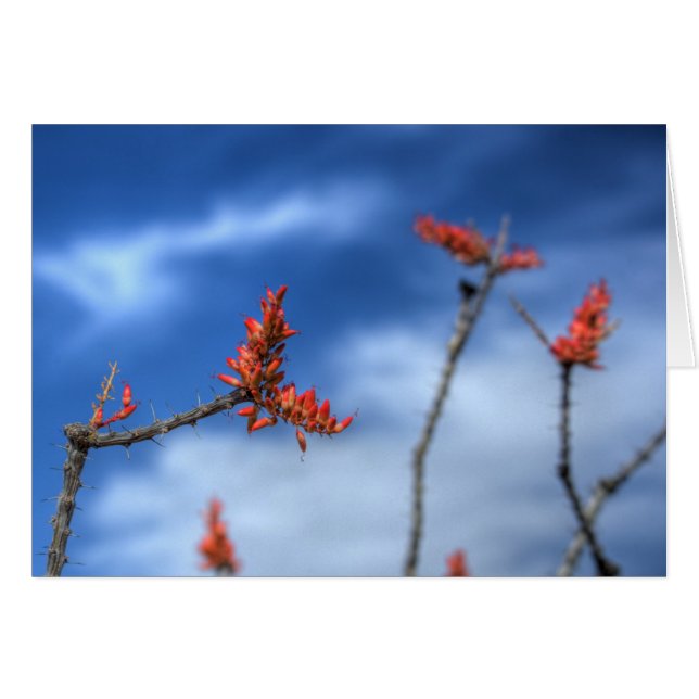 Ocotillo Blooms (Vorderseite (Horizontal))
