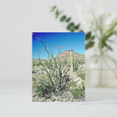 Ocotillo blühend, aber hinten postkarte (Stehend Vorderseite)