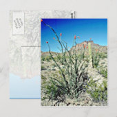 Ocotillo blühend, aber hinten postkarte (Vorne/Hinten)